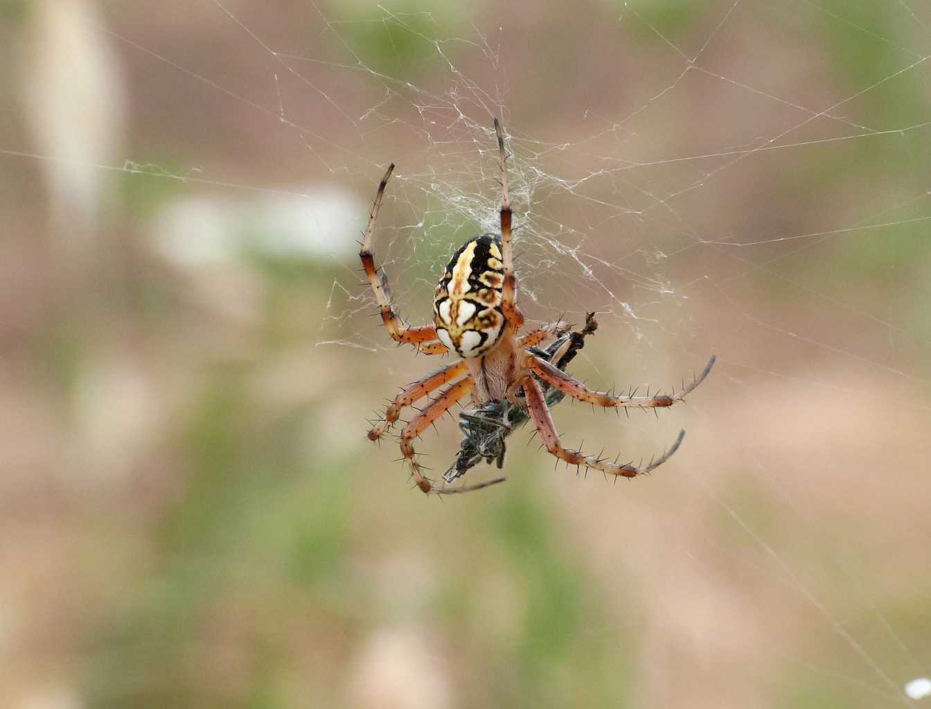 Aculepeira armida & Neoscona adianta - Tolfa (RM)